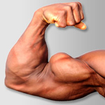 bicep-muscles-pictures