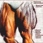bedr-150x150