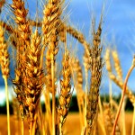 wheat-by-bernat-150x150
