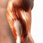 muscle fibers